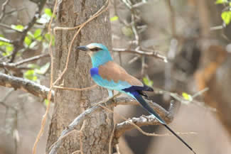 Sahelscharrelaar - Coracias abyssinica