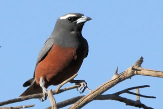 Wenkbrauwspitsvogel - Artamus superciliosus