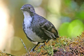 Nieuw-Guinese stronkloper - Orthonyx novaeguineae