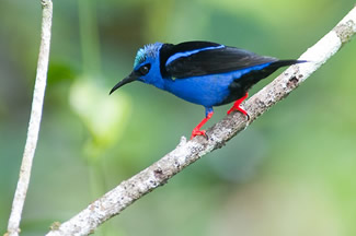 Blauwe suikervogel - Cyanerpes cyaneus