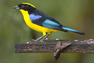 Blauwvleugel bergtangara - Anisognathus flavinuchus