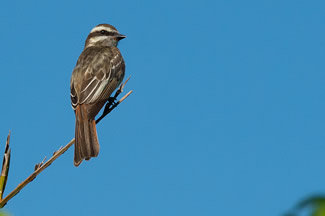 Bonte tiran - Empidonomus varius