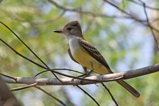 Cayennetiran - Myiarchus tyrannulus Cayennetiran - Myiarchus tyrannulus