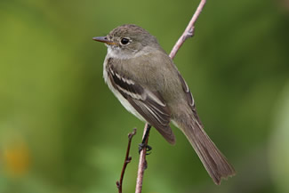 Elzenfeetiran - Empidonax alnorum Elzenfeetiran - Empidonax alnorum