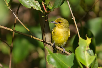 Gele looftiran - Capsiempis flaveola