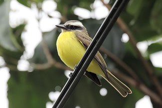 Goudbuiktiran - Myiodynastes hemichrysus