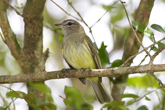 Groene elenia - Myiopagis viridicata