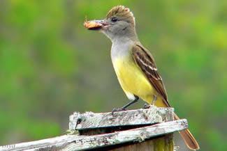 Grote kuiftiran - Myiarchus crinitus Grote kuiftiran - Myiarchus crinitus