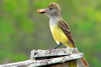 Grote kuiftiran - Myiarchus crinitus