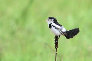 Hanenstaarttiran - Alectrurus tricolor Hanenstaarttiran - Alectrurus tricolor