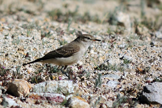 Leeuwerikgrondtiran - Muscisaxicola maculirostris