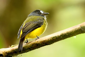 Ornaattiran - Myiotriccus ornatus Ornaattiran - Myiotriccus ornatus