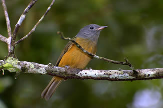 Roodborstleptopogon - Leptopogon rufipectus