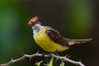 Roodkruintiran - Myiozetetes similis Roodkruintiran - Myiozetetes similis