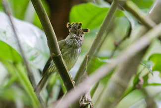 Schubkuifdwergtiran - Lophotriccus pileatus