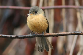 Westelijke bospiewie - Contopus sordidulus Westelijke bospiewie - Contopus sordidulus