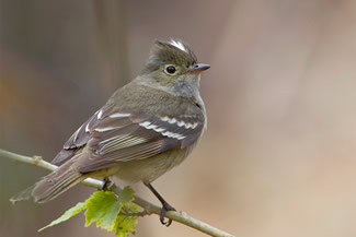 Witkuifelenia - Elaenia albiceps Witkuifelenia - Elaenia albiceps