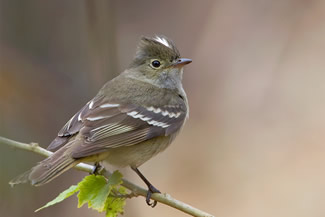 Witkuifelenia - Elaenia albiceps