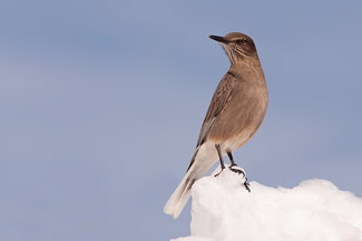 Zwartbekklauwiertiran - Agriornis montanus