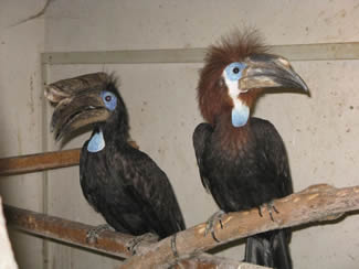 Blauwkeelneushoornvogel - Ceratogymna atrata