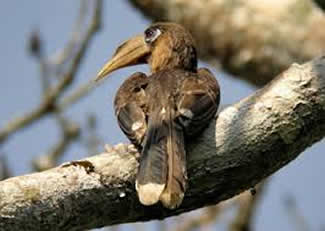 Bruine neushoornvogel - Anorrhinus tickelli