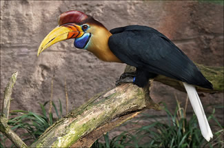 Sulawesi-jaarvogel - Aceros cassidix