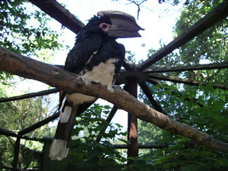 Trompetneushoornvogel - Bycanistes bucinator