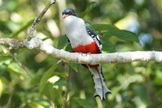 Cubaanse trogon - Priotelus temnurus Cubaanse trogon - Priotelus temnurus