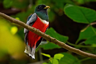 Gekraagde trogon - Trogon collaris