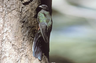 Geoorde trogon - Euptilotis neoxenus Geoorde trogon - Euptilotis neoxenus
