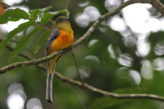 Groenkoptrogon - Harpactes oreskios