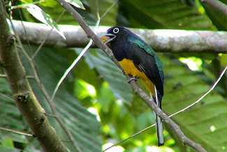 Groenrugtrogon - Trogon viridis Groenrugtrogon - Trogon viridis