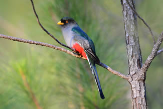 Hispaniolatrogon - Temnotrogon roseigaster Hispaniolatrogon - Temnotrogon roseigaster
