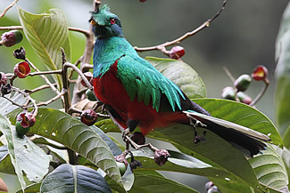 Kuifquetzal - Pharomachrus antisianus