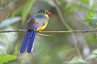 Macklots trogon - Apalharpactes macklotiv Macklots trogon - Apalharpactes mackloti