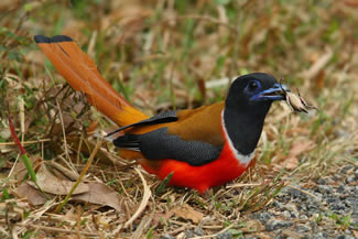 Malabartrogon - Harpactes fasciatus