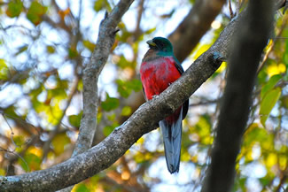 Narina-trogon - Apaloderma narina Narina-trogon - Apaloderma narina