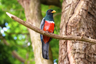 Zwartstaarttrogon - Trogon melanurus Zwartstaarttrogon - Trogon melanurus