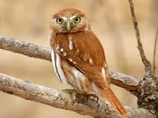 Braziliaanse dwerguil - Glaucidium brasilianum Braziliaanse dwerguil - Glaucidium brasilianum