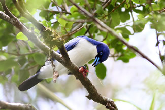 Blauwe vanga - Cyanolanius madagascarinus