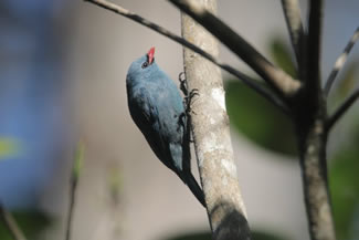Boomklevervanga - Hypositta corallirostris Boomklevervanga - Hypositta corallirostris
