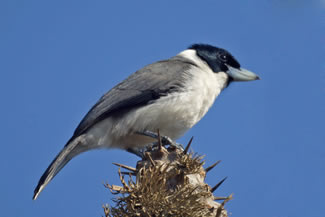 Lafresnayes vanga - Xenopirostris xenopirostris Lafresnayes vanga - Xenopirostris xenopirostris