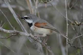 Roodschoudervanga - Calicalicus rufocarpalis Roodschoudervanga - Calicalicus rufocarpalis