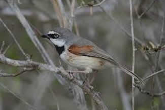 Roodschoudervanga - Calicalicus rufocarpalis