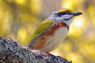 Bruinflankklauwiervireo - Vireolanius melitophrys