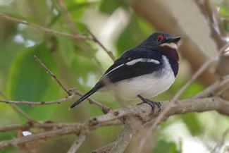 Bruinkeel leloog vliegenvanger pop - Platysteira cyanea