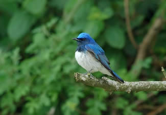 Japanse blauwe vliegenvanger - Cyanoptila cyanomelaena