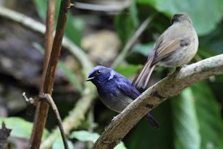 Kleine blauwe vliegenvanger - Niltava macgregoriae