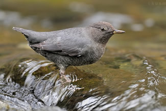 Noord-Amerikaanse waterspreeuw - Cinclus mexicanus