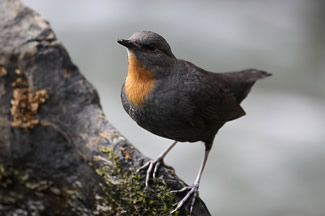 Roodkeelwaterspreeuw - Cinclus schulzi